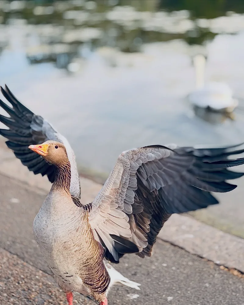 Hyde Park, London